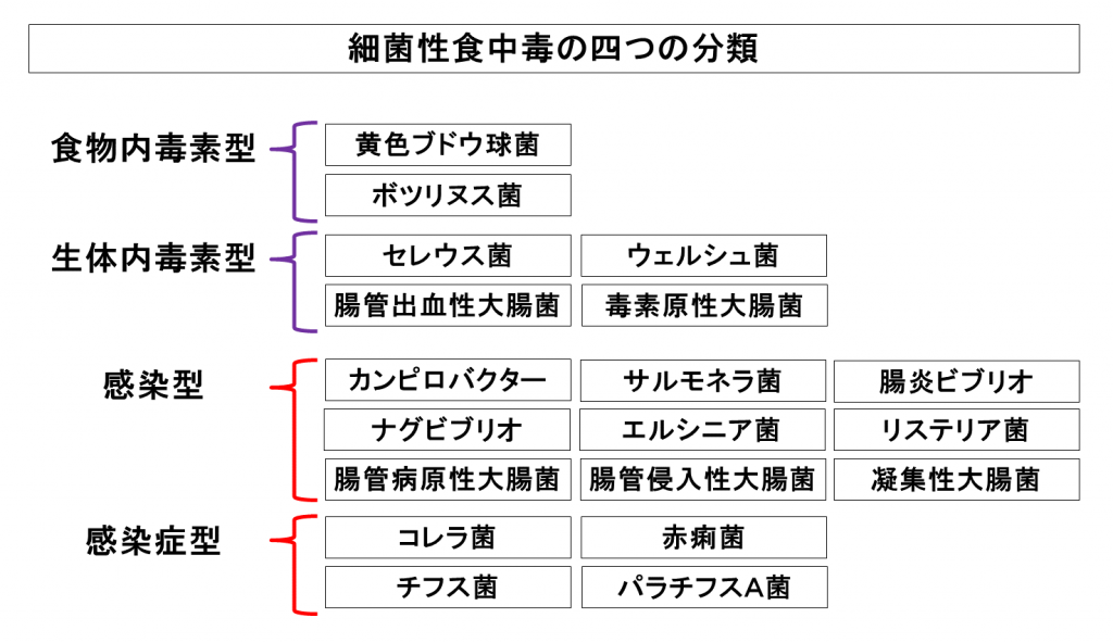 細菌性食中毒の四つの分類とは？生体内毒素型と食物内毒素型そして感染型と感染症型に分類される代表的な細菌の種類 TANTANの雑学と哲学の小部屋