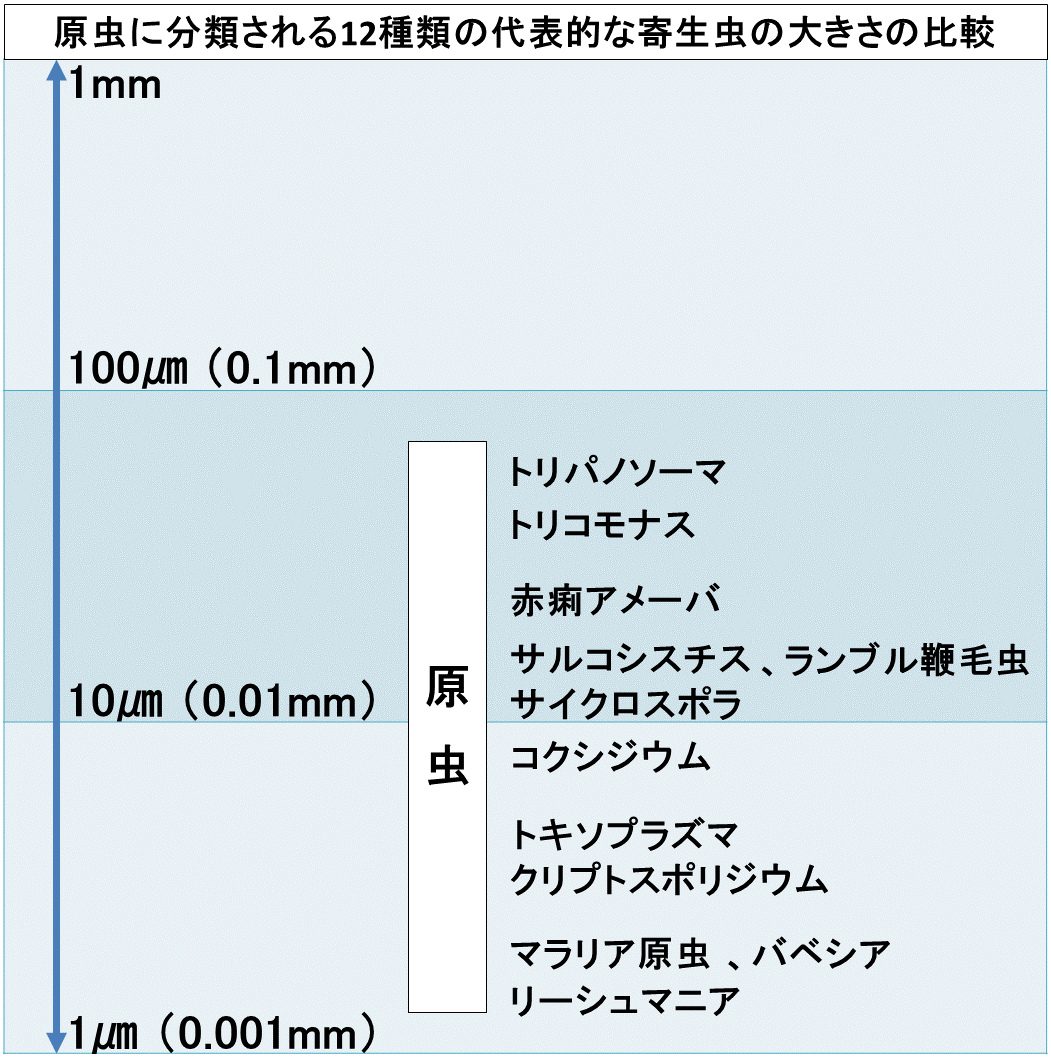 原虫に分類される寄生虫の大きさの比較 全部で12種類の原虫に属する代表的な寄生虫の直径の長さの違い Tantanの雑学と哲学の小部屋